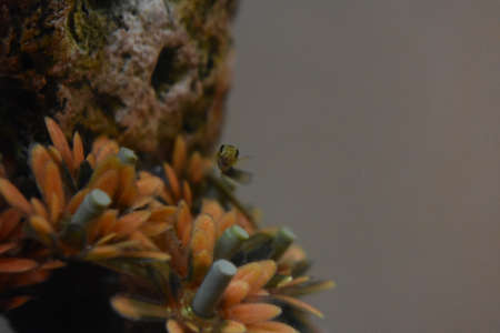 Molly Fry in my Fish Tankの写真素材
