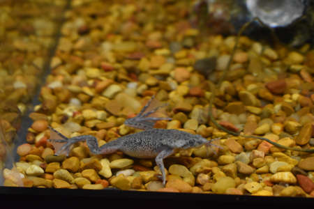 African Dwarf Frog in my Fish Tankの写真素材