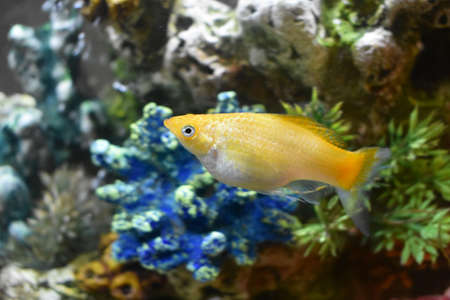 Creamsicle Lyretail Molly in my Fish Tankの写真素材