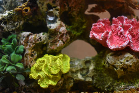 Fish Tank in my Dorm Roomの写真素材