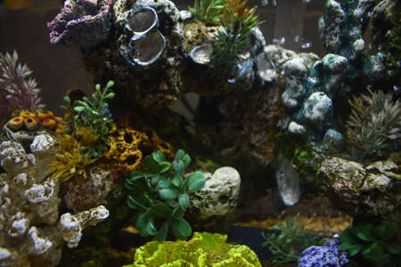 Fish Tank in my Dorm Roomの写真素材