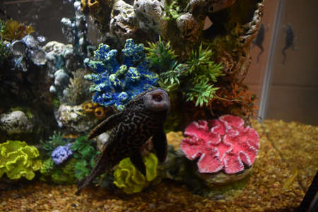 Pleco in my Fish Tankの写真素材