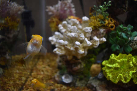Mollys in a Fish Tankの写真素材