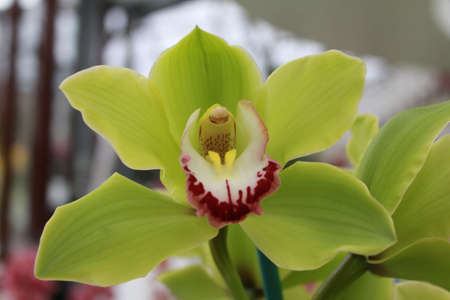 Green Orchidの写真素材