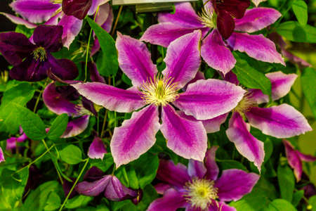 Clematis Flower