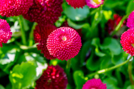 Bellis Perennisの写真素材