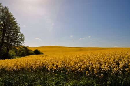 Field of yellow flowers to the horizon