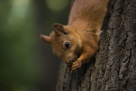 Squirrel on a branch in the forest.の写真素材
