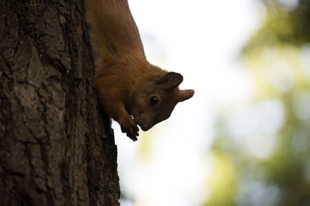Squirrel on a branch in the forest.