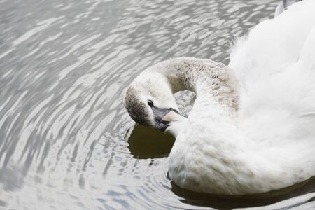 The white swan swims on a large lake. White Swan.の写真素材