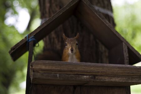 Squirrel on a branch in the forest.の写真素材