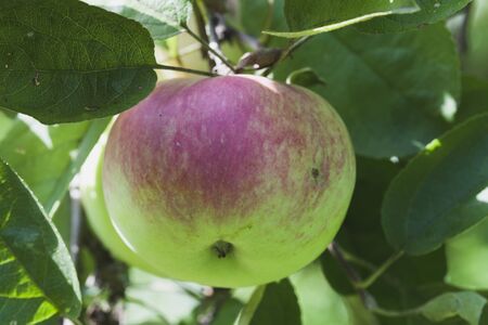 Ripe apples on a branch. Ripe apples on the ground. Apples