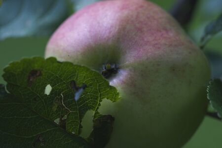 Ripe apples on a branch. Ripe apples on the ground. Applesの写真素材