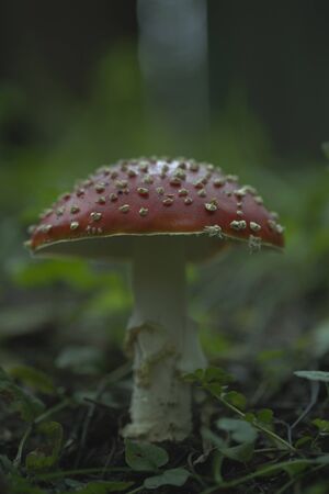 Amanita. Poisonous mushroom. Growing in the forest. Amanita muscaria.
