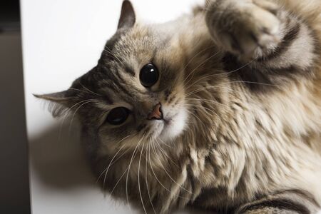 Beautiful cute cat. Resting Cat. Great sitting cat.