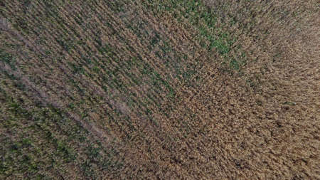 Bird's-eye view of the field. Aerial photography. Agricultural field.