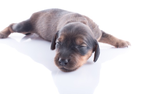 Little dachshund puppy on a white background の写真素材