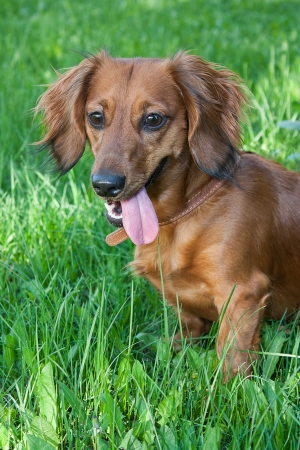 Ginger dachshund sitting in the middle of green grass の写真素材