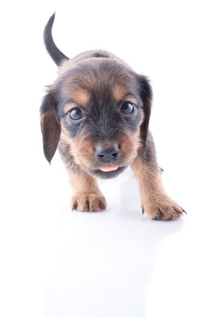 Little dachshund puppy on a white background の写真素材