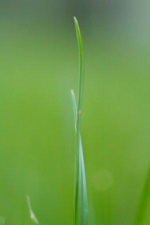 A blade of grass in the street  Short depth of field の写真素材
