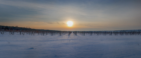 Panorama of the vineyard in the winter at sunset.の写真素材
