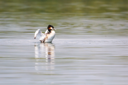 Beautiful wild duck stay on the water.の写真素材