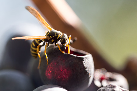 A bee collects ardent on the yellow flowers.の写真素材