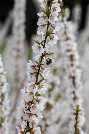 Beautiful macro photo of flower. Shallow depth of field.の写真素材