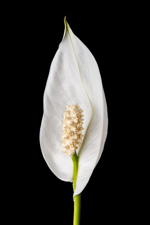 Photo of a beautiful white spring flower.の写真素材