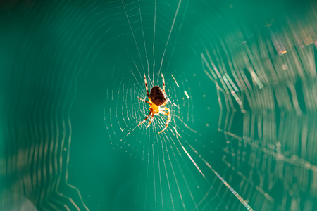 The Crusader spider sits on a beautiful web.の写真素材