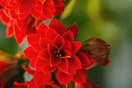 Beautiful red flower.の写真素材