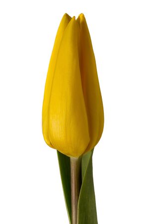 Photo of a beautiful yellow tulipの写真素材
