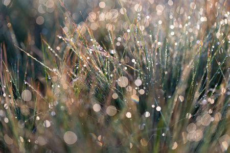 Photographer of dew on grass at dawnの写真素材