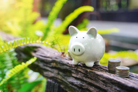 Stack of coins and piggy bank take photo outdoor nature background. Concept and idea of wealth by saving money for growth. Piggy look happy.の写真素材