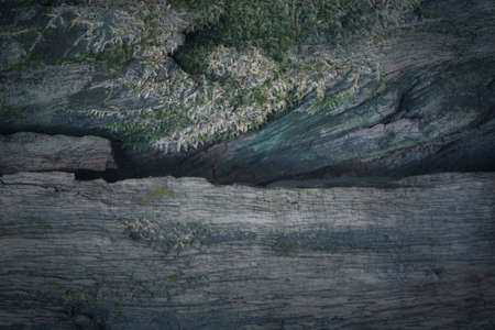 Natural background close-up wall of cliff, stone, wood and plant texture. Landscape rock scenic. Heavy and rough surface view.の写真素材