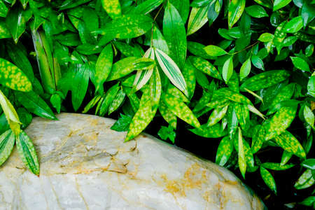 Natural marble stone texture and plant garden background. Freshness botany leaves growing daytime outdoor, no people.の写真素材
