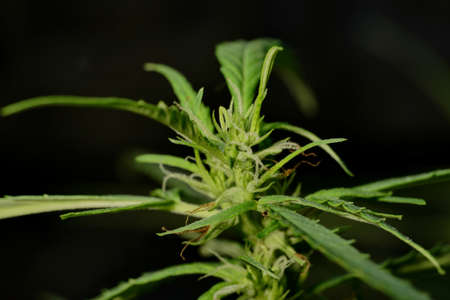 Cannabis plant, marijuana, hemp flower closeup shot grow in natural outdoor. Its bud, leaves, oil, flower use in alternative medical. THC and CBD for health. Indica or sativa.の写真素材