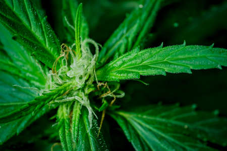 Cannabis plant, marijuana, hemp flower closeup shot grow in natural outdoor. Its bud, leaves, oil, flower use in alternative medical. THC and CBD for health. Indica or sativa.の写真素材