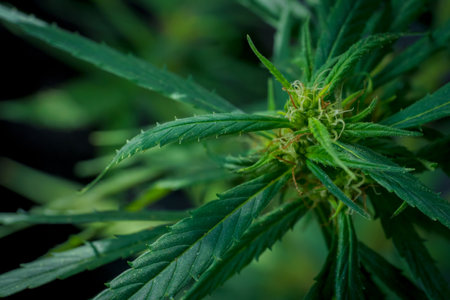 Cannabis plant, marijuana, hemp flower closeup shot grow in natural outdoor. Its bud, leaves, oil, flower use in alternative medical. THC and CBD for health. Indica or sativa.の写真素材