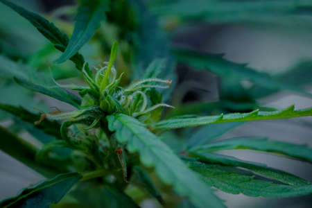 Cannabis plant, marijuana, hemp flower closeup shot grow in natural outdoor. Its bud, leaves, oil, flower use in alternative medical. THC and CBD for health. Indica or sativa.の写真素材