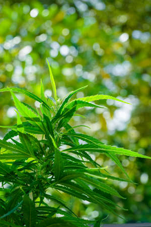 Cannabis plant, marijuana, hemp flower closeup shot grow in natural outdoor. Its bud, leaves, oil, flower use in alternative medical. THC and CBD for health. Indica or sativa.の写真素材