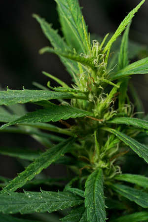 Cannabis plant, marijuana, hemp flower closeup shot grow in natural outdoor. Its bud, leaves, oil, flower use in alternative medical. THC and CBD for health. Indica or sativa.の写真素材