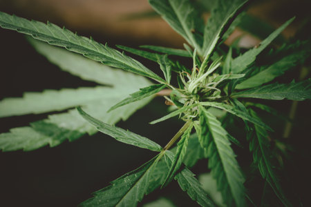 Cannabis plant, marijuana, hemp flower closeup shot grow in natural outdoor. Its bud, leaves, oil, flower use in alternative medical. THC and CBD for health. Indica or sativa.の写真素材