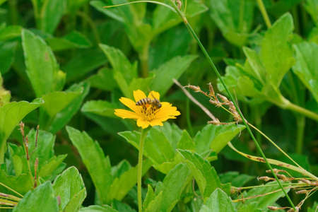 Worker-bee busy pollinate on blooming yellow flower, daisy, dandelion. Bumblebee, insect bug n the outdoor garden. Beauty background botany spring leaf. Wildlife in summer floral.の写真素材