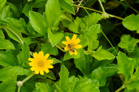 Worker-bee busy pollinate on blooming yellow flower, daisy, dandelion. Bumblebee, insect bug n the outdoor garden. Beauty background botany spring leaf. Wildlife in summer floral.の写真素材