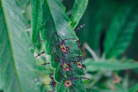 Stink, assassin bugs back side on cannabis, marijuana, hemp leaf. Macro photography shot insects close up on green leaf. Natural animal in garden outdoor. beautiful wildlife. Beetles bugs.の写真素材