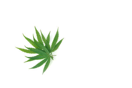 Cannabis, marijuana, hemp leaf, on isolated white background. Additive natural plant has cbd, thc, cannabinoids for medical. Ganja weed herbal growing for drug, smoke legal and illegal. Cut out, emptyの写真素材