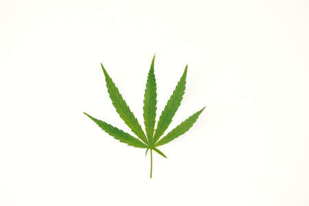 Cannabis, marijuana, hemp leaf, on isolated white background. Additive natural plant has cbd, thc, cannabinoids for medical. Ganja weed herbal growing for drug, smoke legal and illegal. Cut out, emptyの写真素材