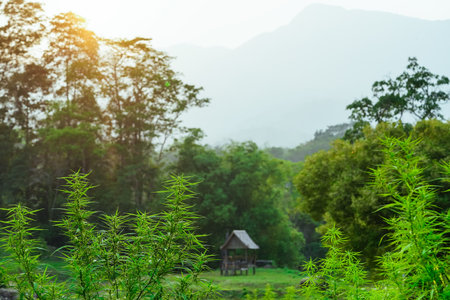 Cannabis, hemp, ganja, marijuana plantation. Agriculture in natural, sativa or indica narcotic farming outdoor. Wild plant legalize for health, hash flower weed cannabidiol cbd thc oil.の写真素材