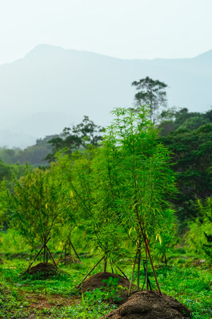 Cannabis, hemp, ganja, marijuana plantation. Agriculture in natural, sativa or indica narcotic farming outdoor. Wild plant legalize for health, hash flower weed cannabidiol cbd thc oil.の写真素材